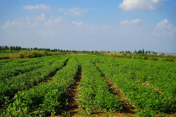 蔬菜種植基地.jpg