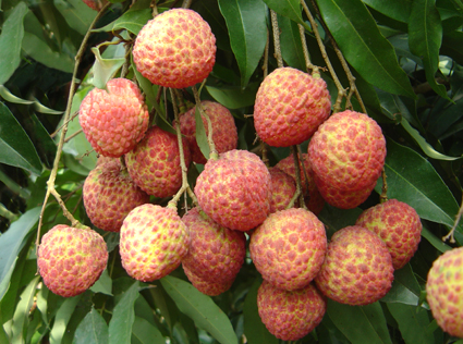 生鮮水果荔枝