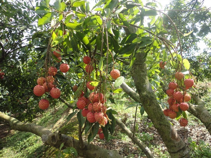 生鮮荔枝
