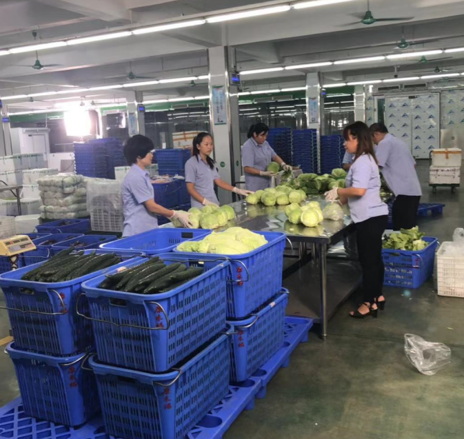 康來福蔬菜分揀中心