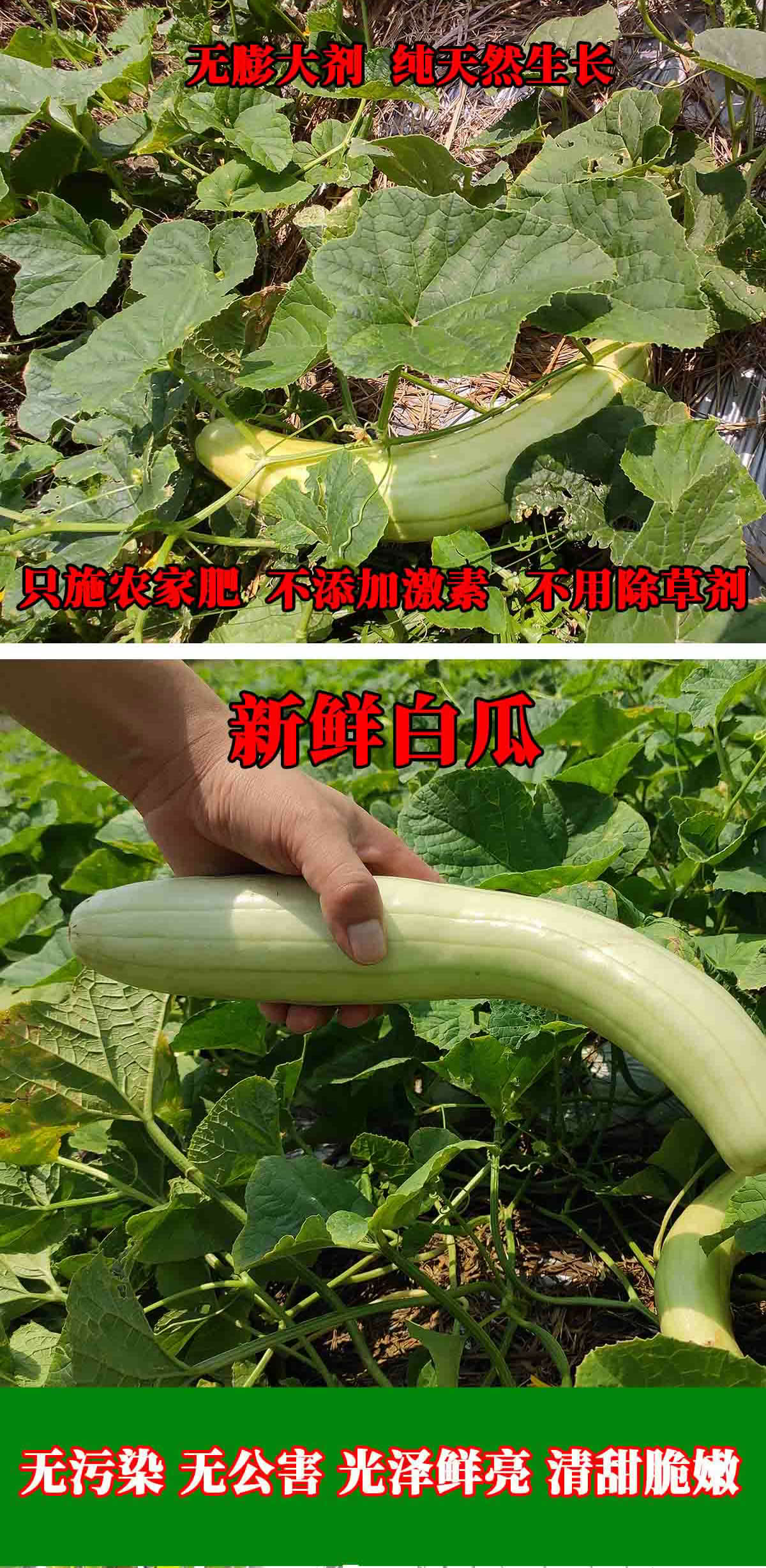 無公害有機蔬菜配送4
