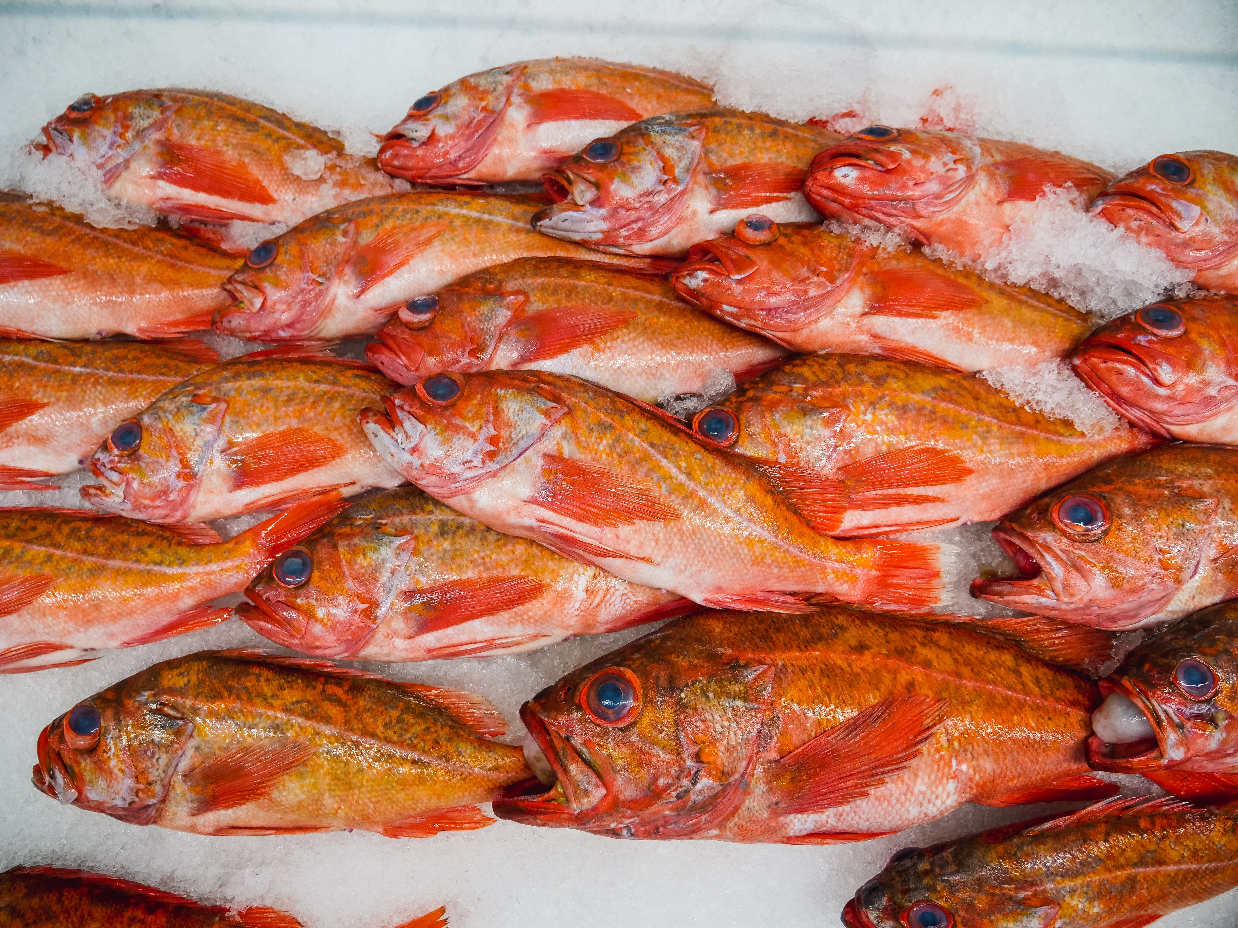 凍魚
