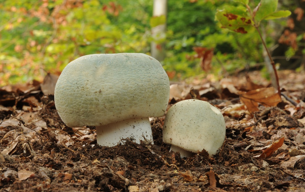 怎么觀察野生蘑菇有沒(méi)有毒？